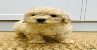 Maltipoo dogs - Advert 7