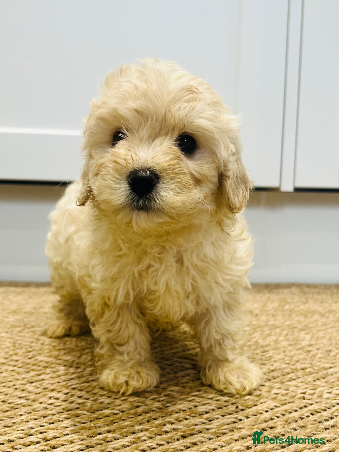 Maltipoo dogs for sale: *1 Girl Available *READY TO LEAVE THIS WEEKEND* - Image 2