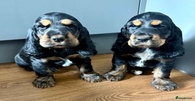 Cocker Spaniel dogs - Advert 7