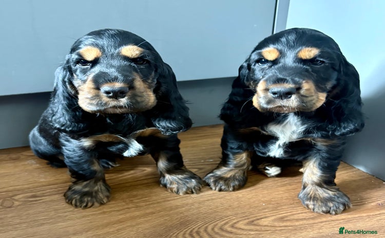 Cocker Spaniel dogs - Advert 9