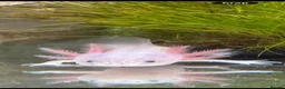 Axolotl reptiles for sale: Axolotl Babies for Sale – Healthy, Home Bred - Advert 4