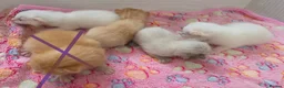 Maine Coon cats for sale: Mainecoon cross kittens - Advert 10