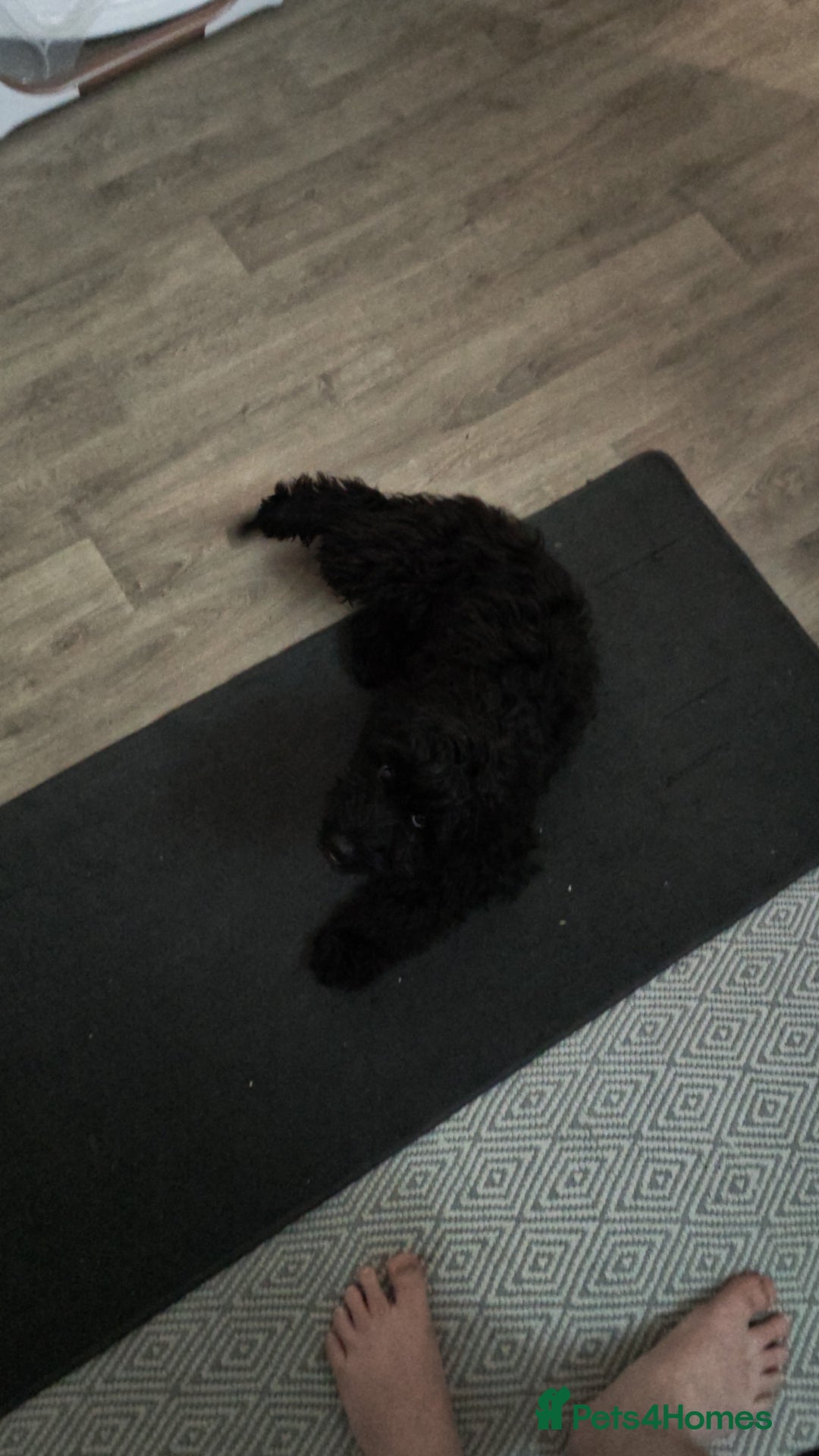 Cockapoo dogs for sale: 5 Month Old CockerPoo - Advert 5