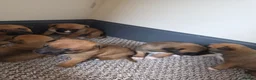 Mixed Breed dogs for sale: Belgian mallionas x staffy pups 6 females - Advert 3