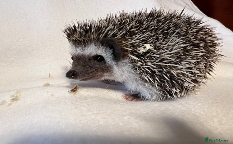 Pygmy Hedgehog rodents - Advert 1