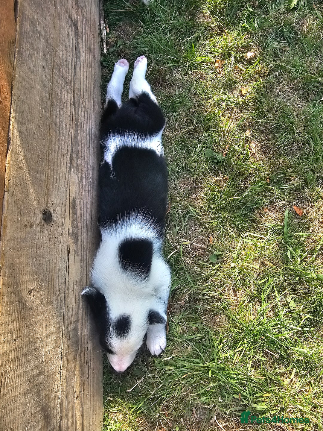 Border Collie dogs for sale: Adorable Border collie pups - Image 21