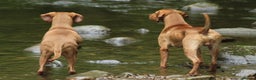 Hungarian Vizsla dogs for stud: KC Registered Hungarian Junior Champion for Stud in Brampton - Advert 5