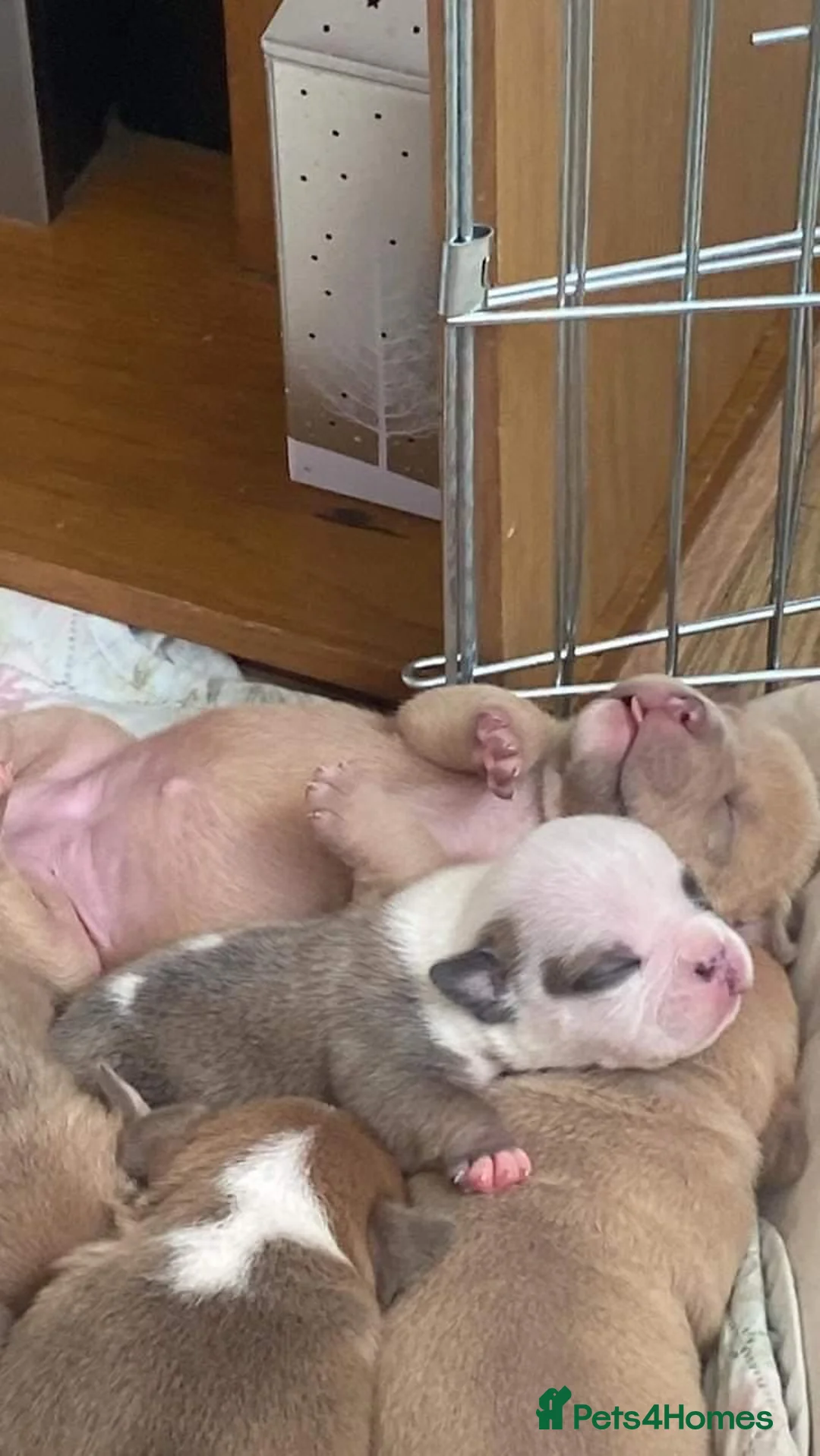 American Bully dogs for stud: American Pocket Bully PROVEN ! in Dartford - Advert 37