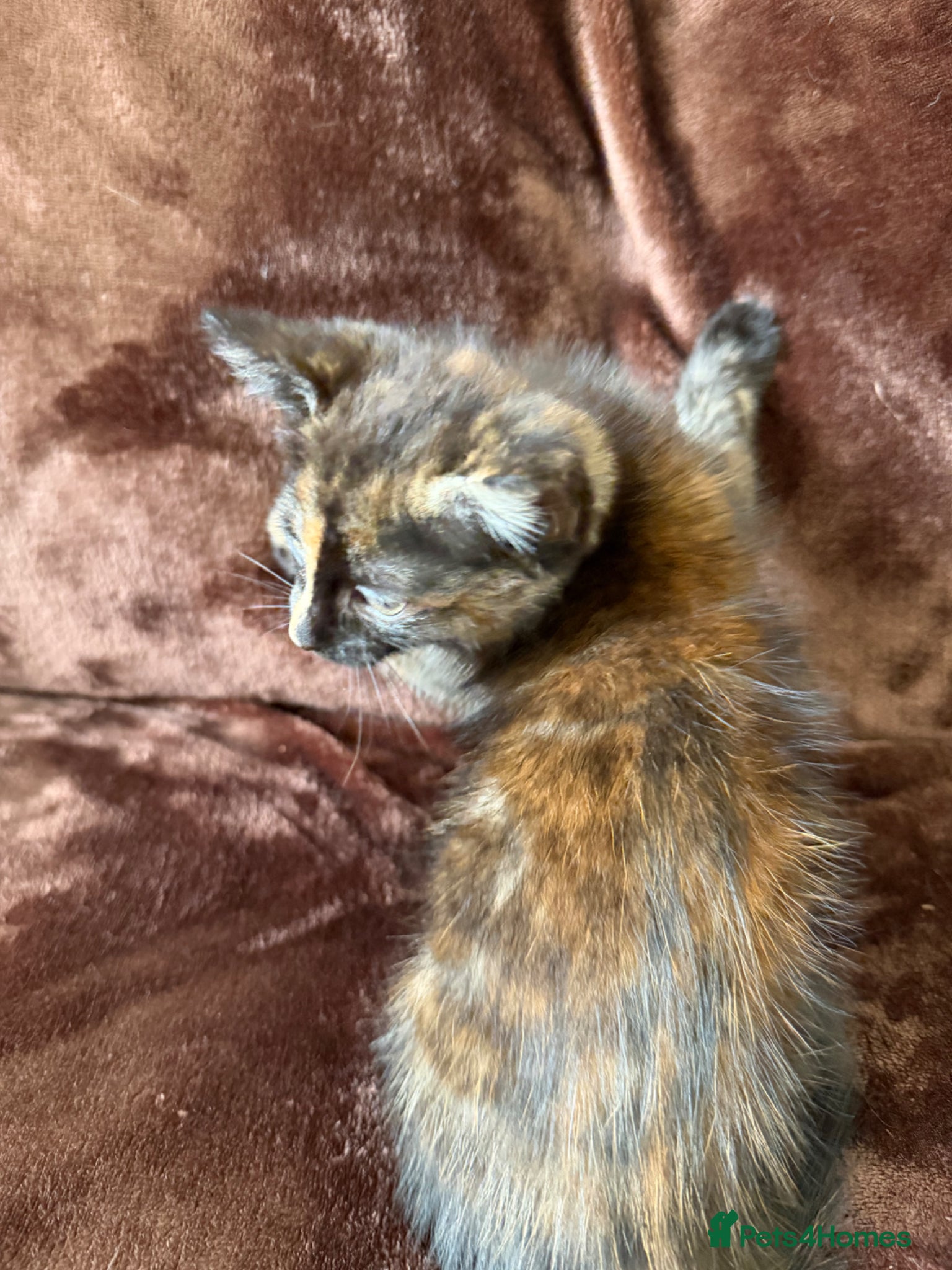 Mixed Breed cats for sale: Tortie Female Kittens - Advert 8