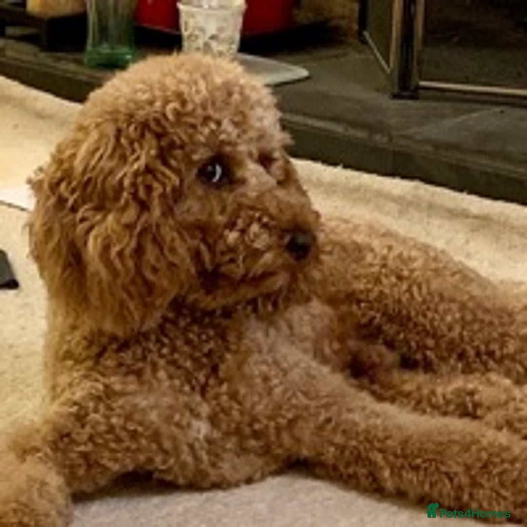 Cockapoo dogs for stud: KC registered miniature poodle health tested in Alford - Advert 4
