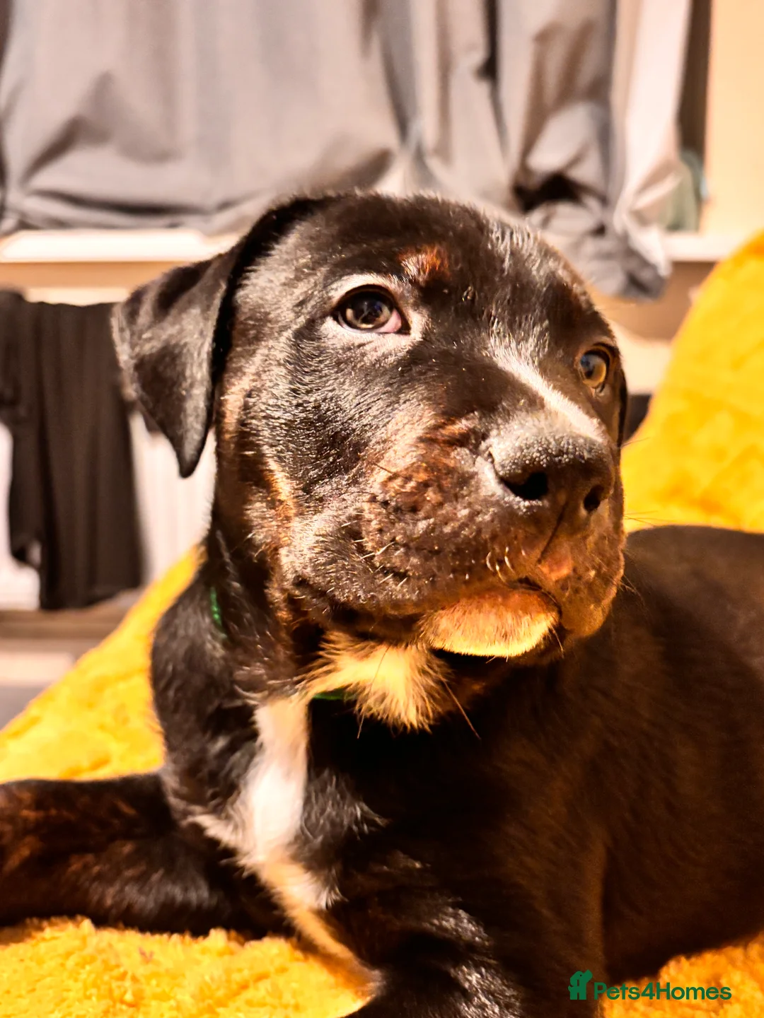 Mixed Breed dogs for sale: Rottweiler cross mixed breed - Advert 13