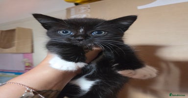 Mixed Breed cats - Advert 5