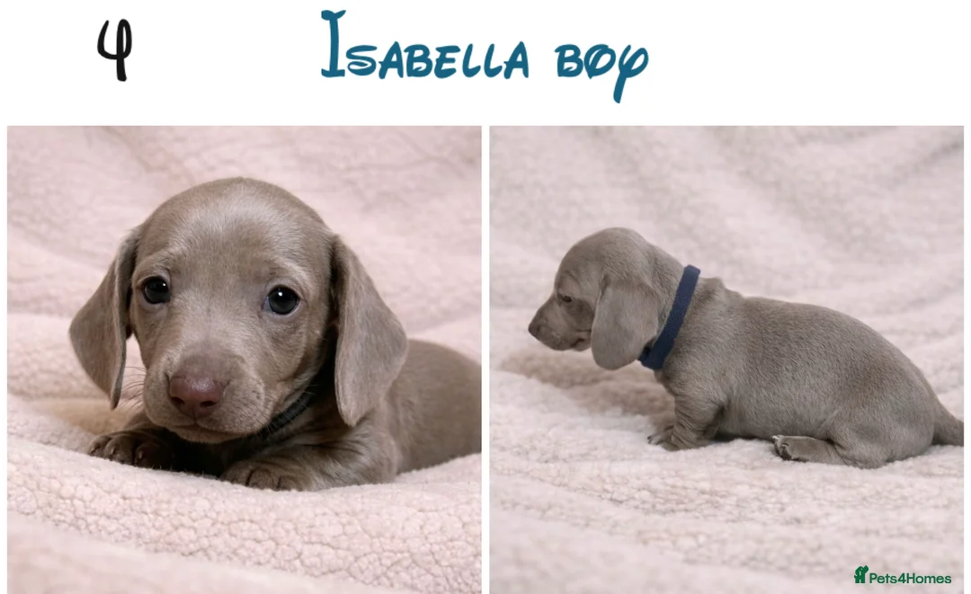 Miniature Dachshund dogs for sale: Miniature dachshund puppies - Advert 3