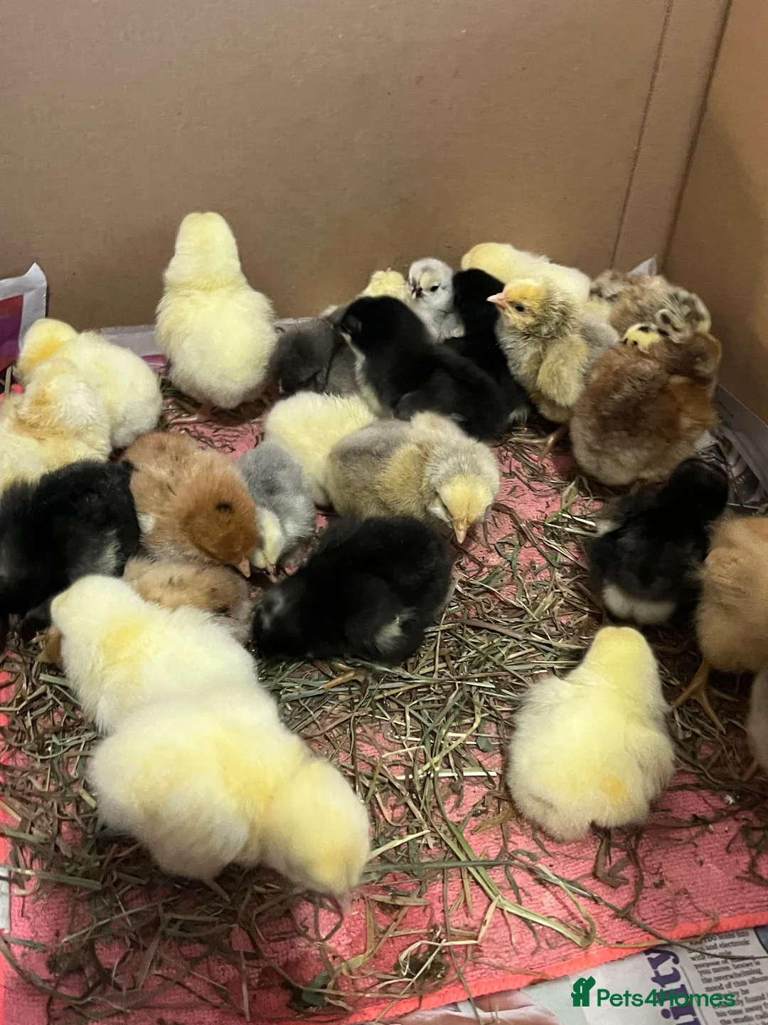 Chickens poultry for sale: 14x Day Old Chicks for sale in Hounslow! - Advert 2