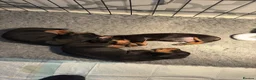 Dachshund dogs for sale: Dachunds puppies in Droitwich - Advert 6