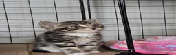 British Shorthair cats for sale: Gorgeous Kittens - Advert 15
