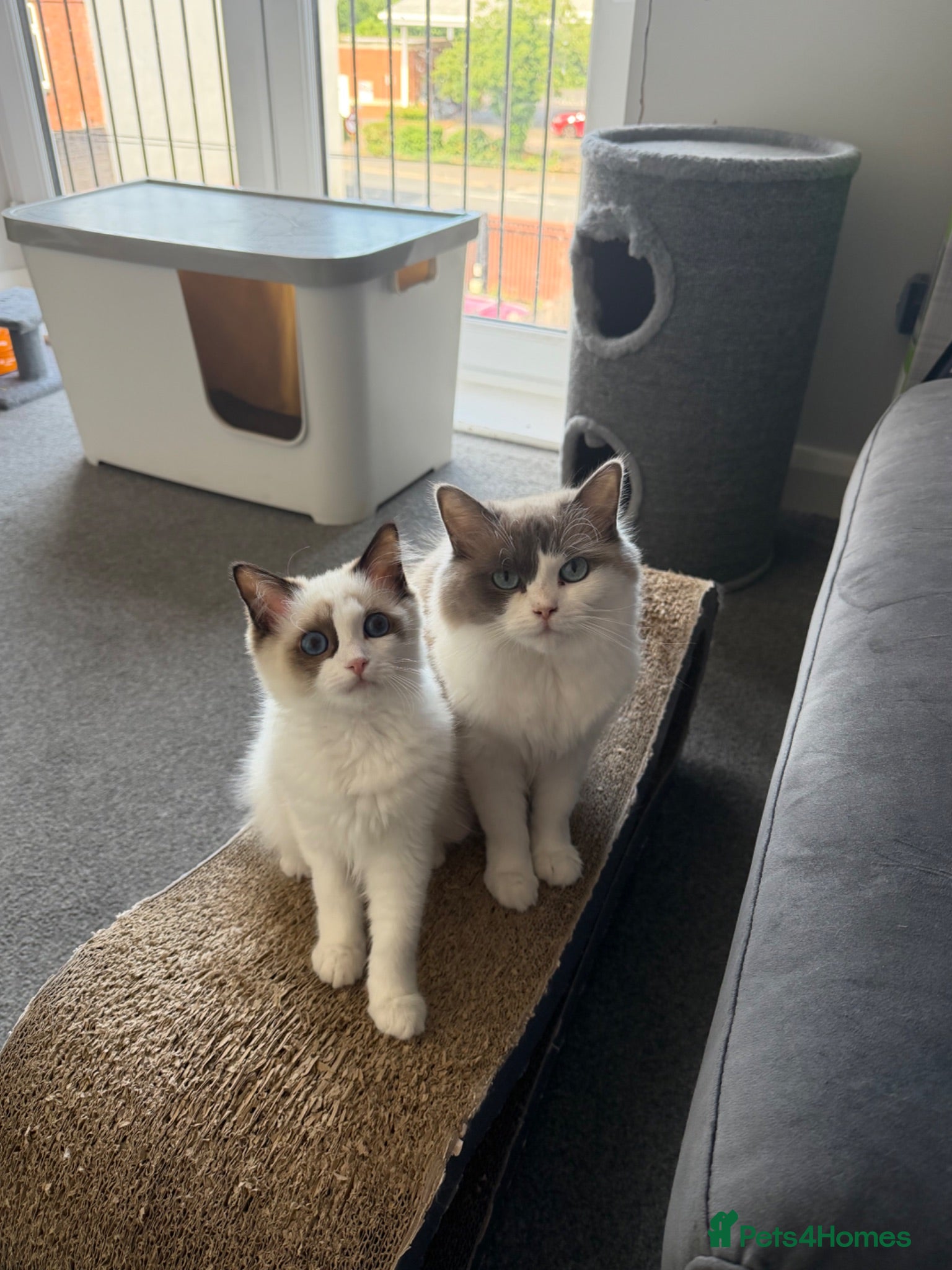 Ragdoll cats Beautiful TICA Registered Ragdoll Kittens 😻 - Advert 2