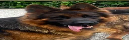 German Shepherd dogs for sale: Make Black and Tan German shepherd for sale  - Advert 3