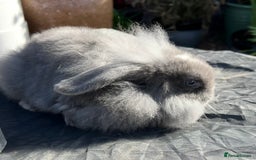 Mini Lop rabbits for sale: Mini lops , LionHead. READY NOW! 13th  - Image 5