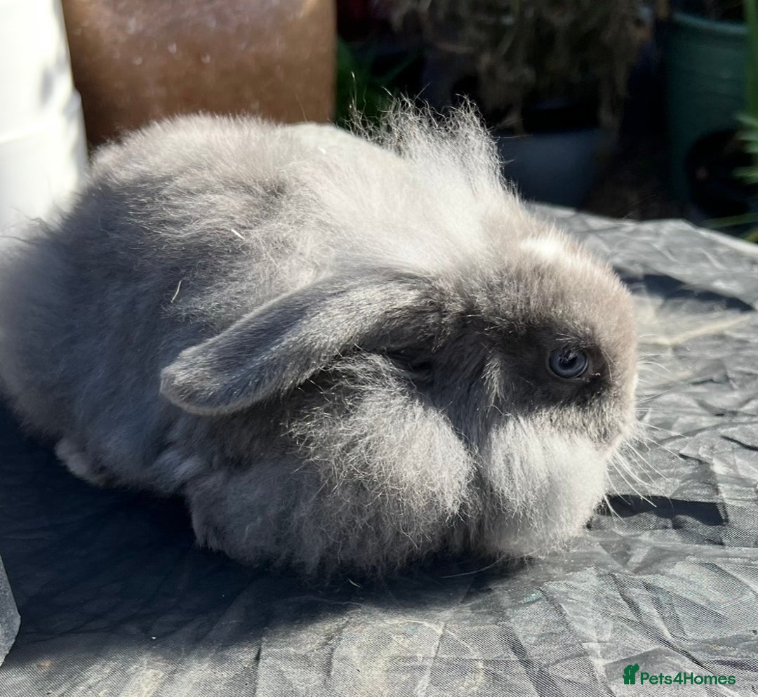 Mini Lop rabbits for sale: Mini lops , LionHead. READY NOW! 13th  - Image 5