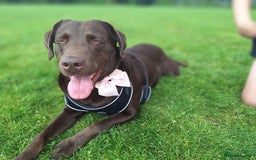 Labrador Retriever dogs for sale: Gorgeous chocolate female lab - Image 2
