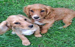 Cocker Spaniel dogs for sale: Working type cocker spaniel boys - Image 10