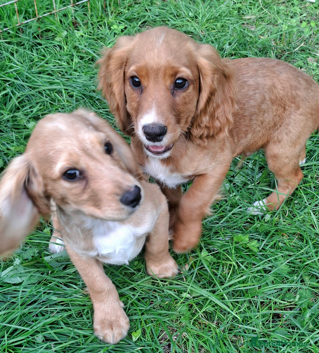 Cocker Spaniel dogs for sale: Working type cocker spaniel boys - Image 10
