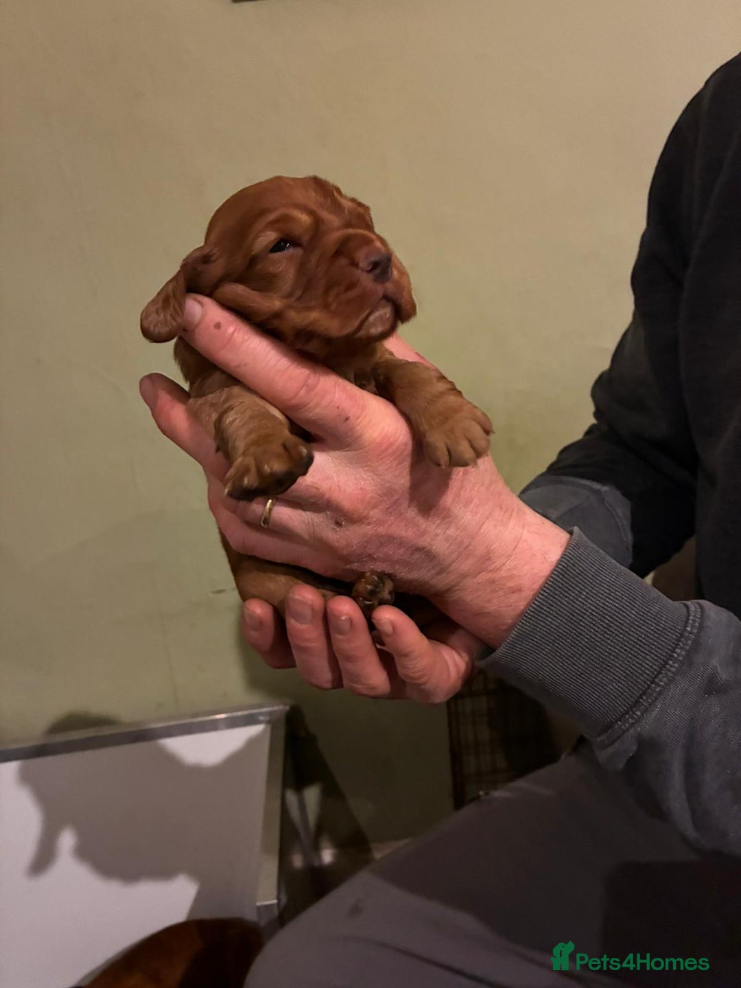 Cocker Spaniel dogs for sale: Gamekeeper bred Working Cocker Spaniels - Advert 2