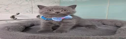 British Shorthair cats for sale: Beautiful British Shorthair Kittens for LovingHome - Advert 13
