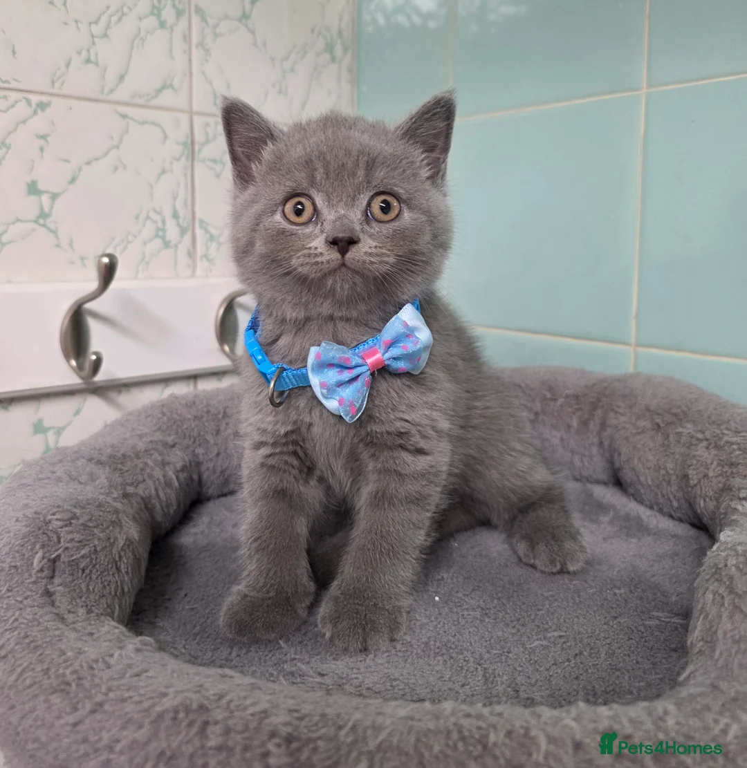 British Shorthair cats for sale: Beautiful British Shorthair Kittens for LovingHome - Advert 40