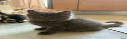 Maine Coon cats for sale: Beautiful Mainecoon kittens  - Advert 10