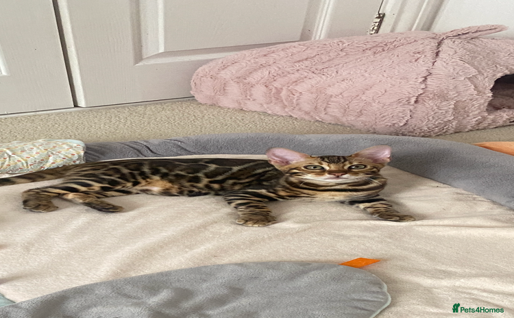 Bengal cats - Advert 11