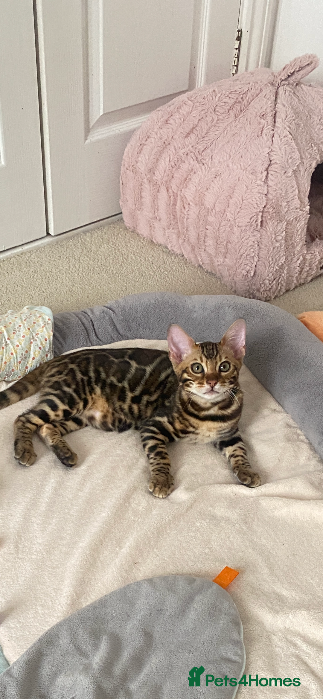 Bengal cats for sale: One Girl left .😻✨TICA registered  - Image 3