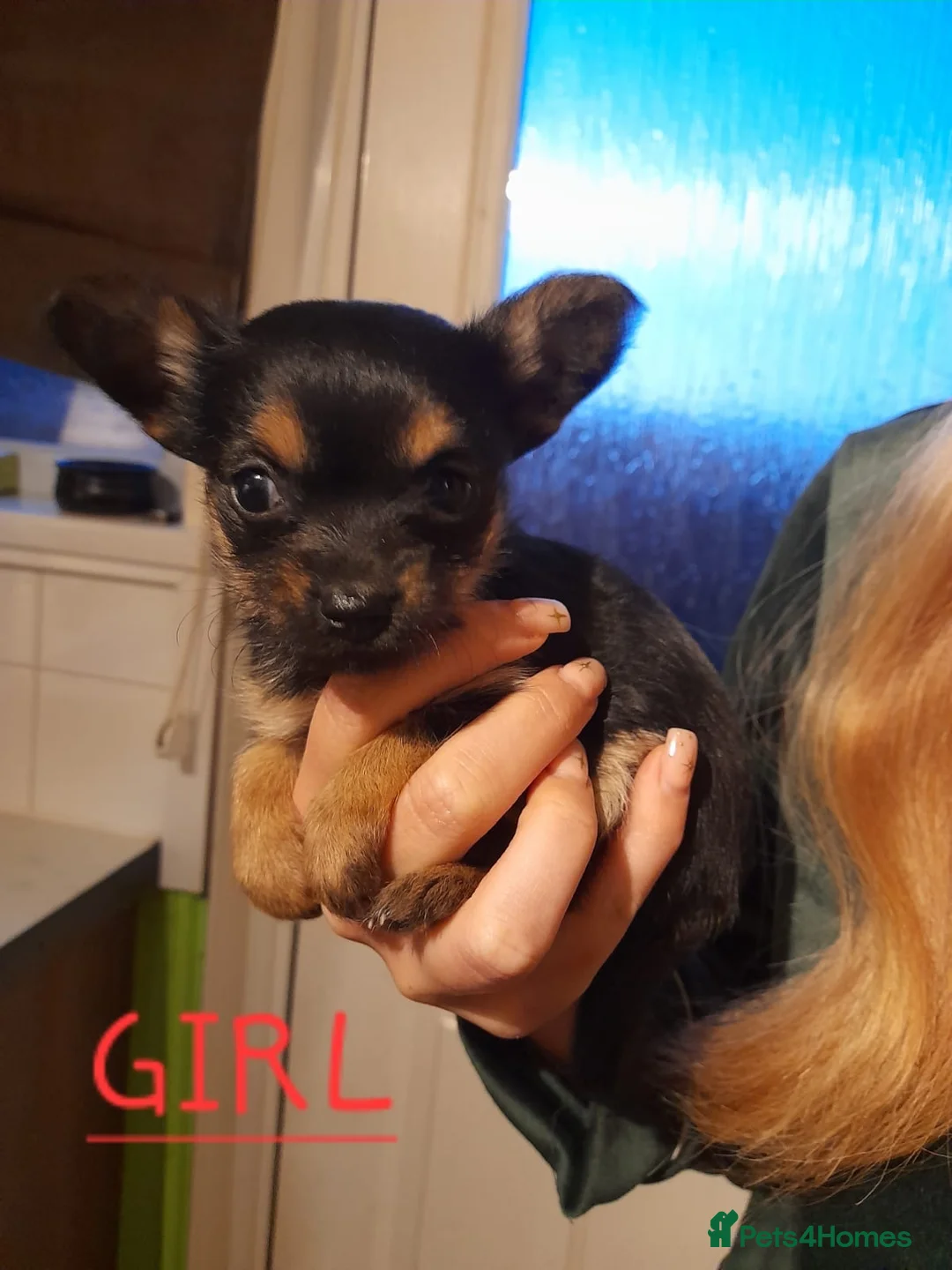 Chorkie dogs for sale: Chorkie puppies for sale - 1 girl left - Advert 4