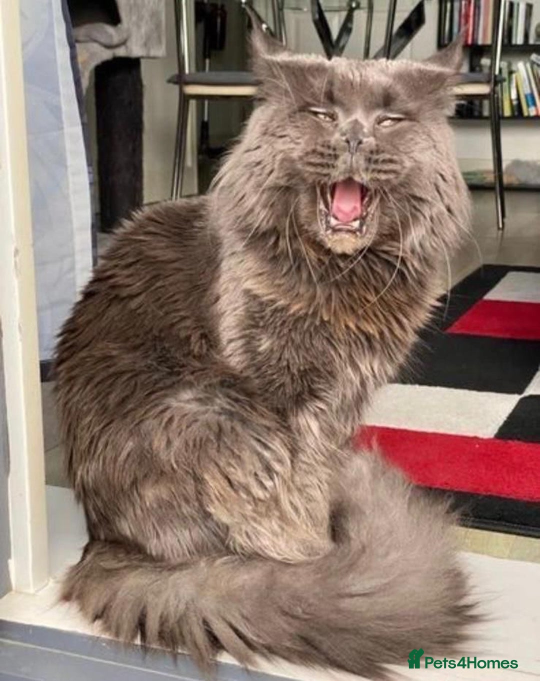 Maine Coon cats for sale: Pedigree Tica Russian Import line Maine Coons - Advert 36