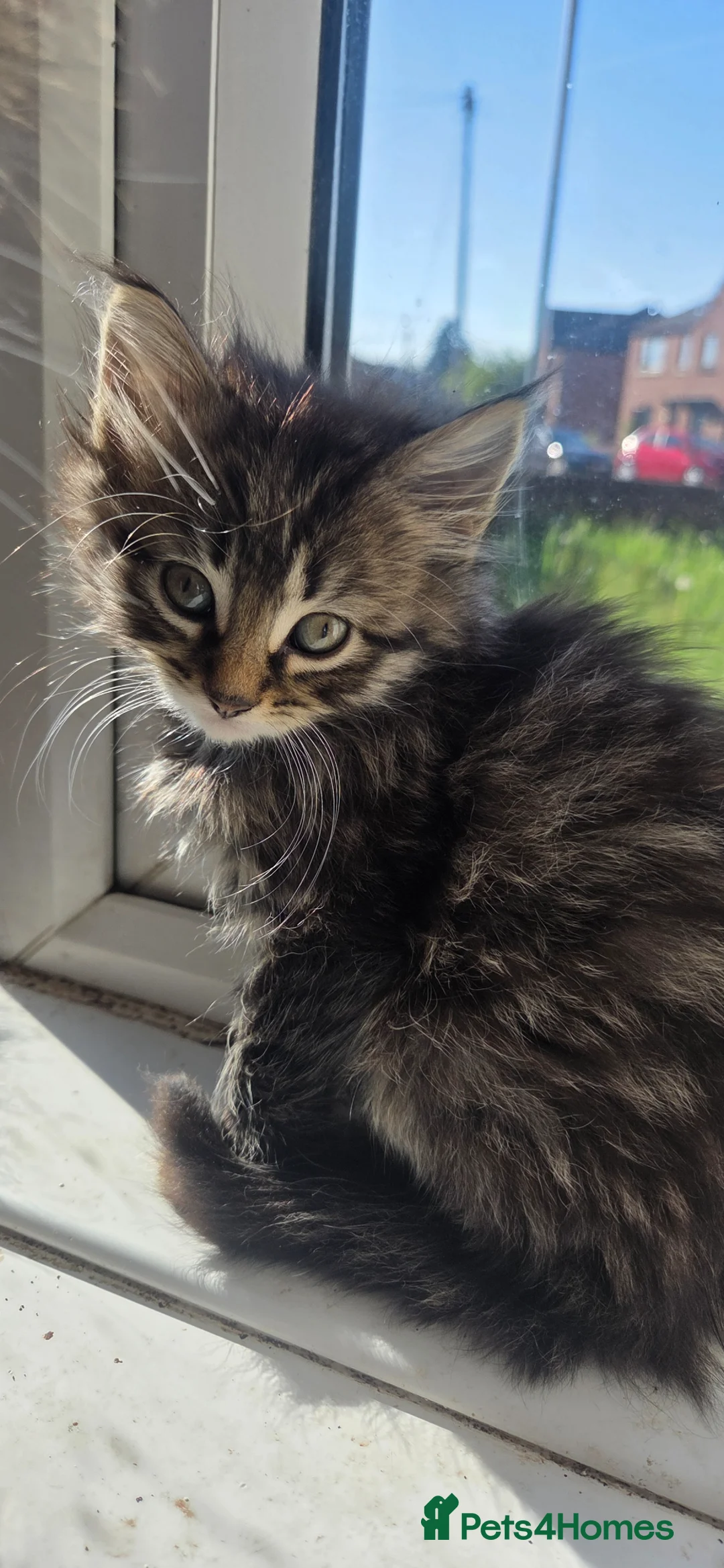 Mixed Breed cats for sale: Tabby kitten - Advert 2