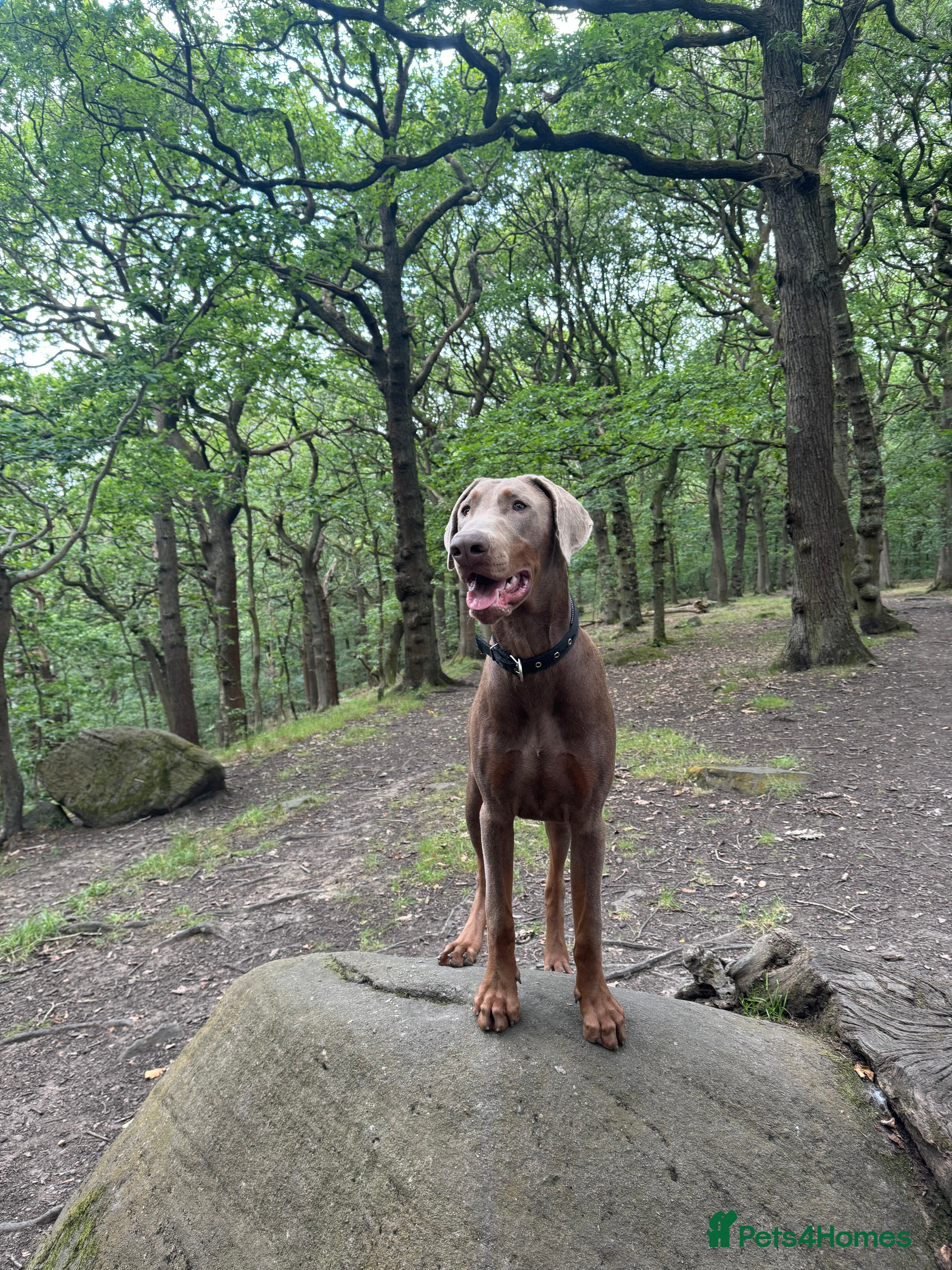 Dobermann dogs Charming Isabella Dobermann Pincher for Stud - Advert 5