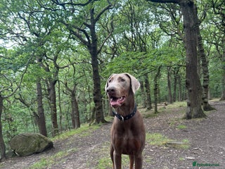 Dobermann dogs Charming Isabella Dobermann Pincher for Stud - Advert 5