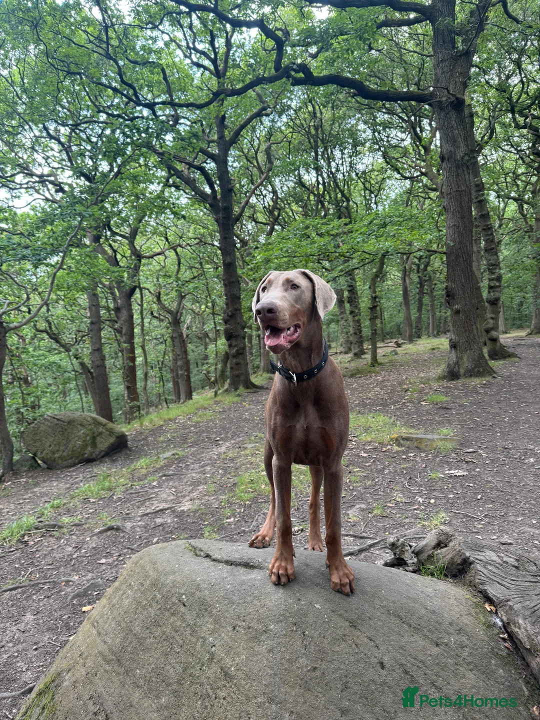Dobermann dogs for stud: Charming Isabella Dobermann Pincher for Stud - Advert 1