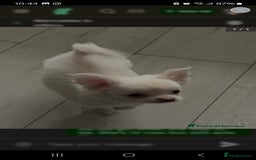 Chihuahua dogs for sale: 4 month old boy - Image 9
