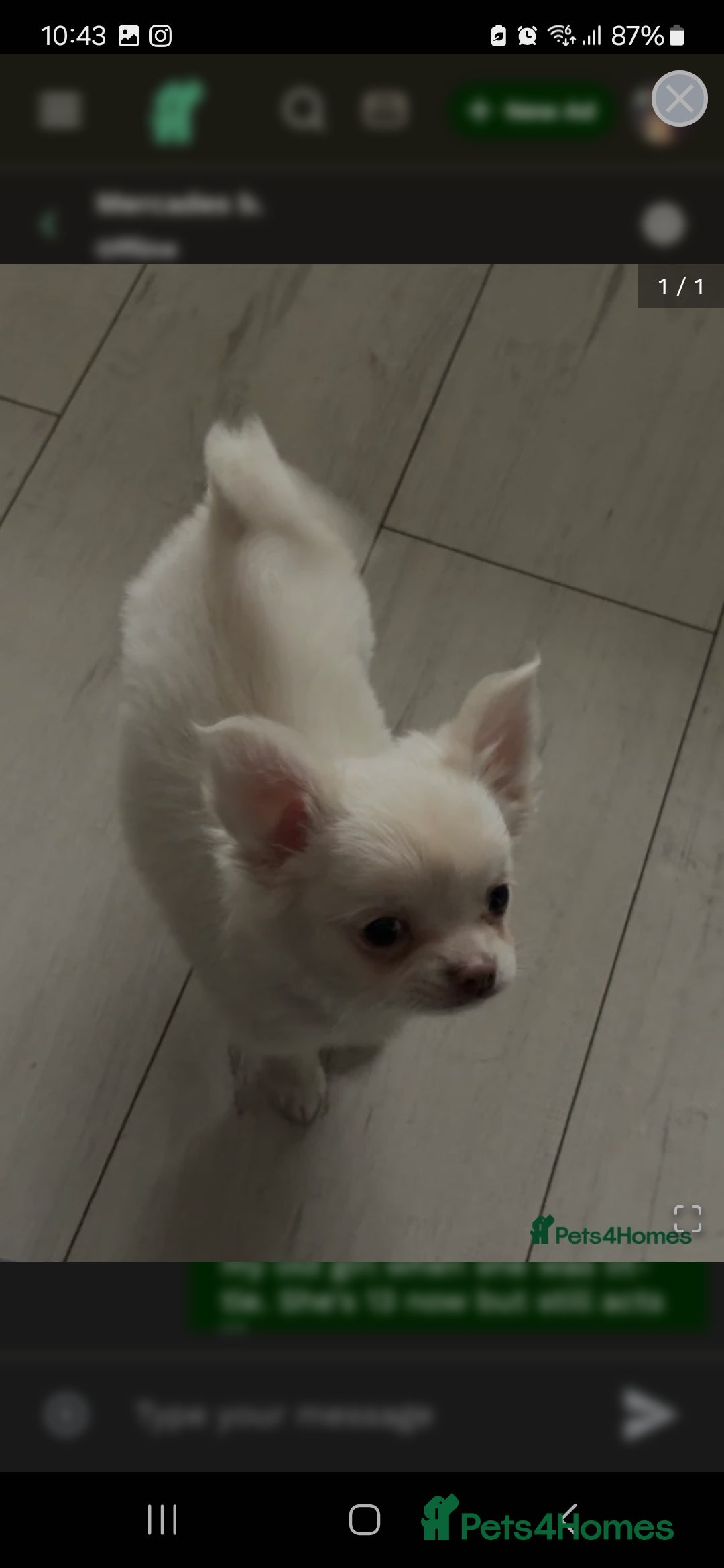 Chihuahua dogs for sale: 4 month old boy - Image 9