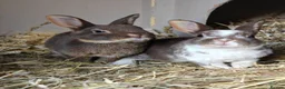 Rex rabbits for sale: Mini Rex Rabbits  - Advert 24