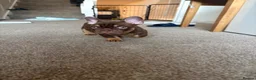 French Bulldog dogs for sale:  MASSIVELY REDUCED AGAIN!!READY TO LEAVE-frenchies - Advert 15