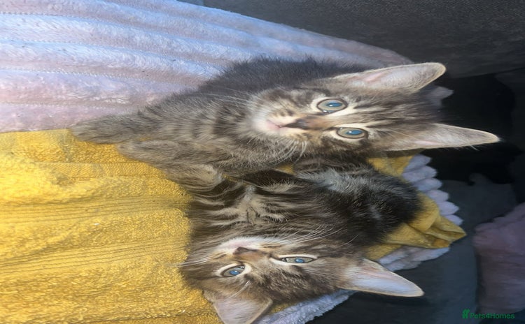 Domestic Shorthair cats - Advert 15