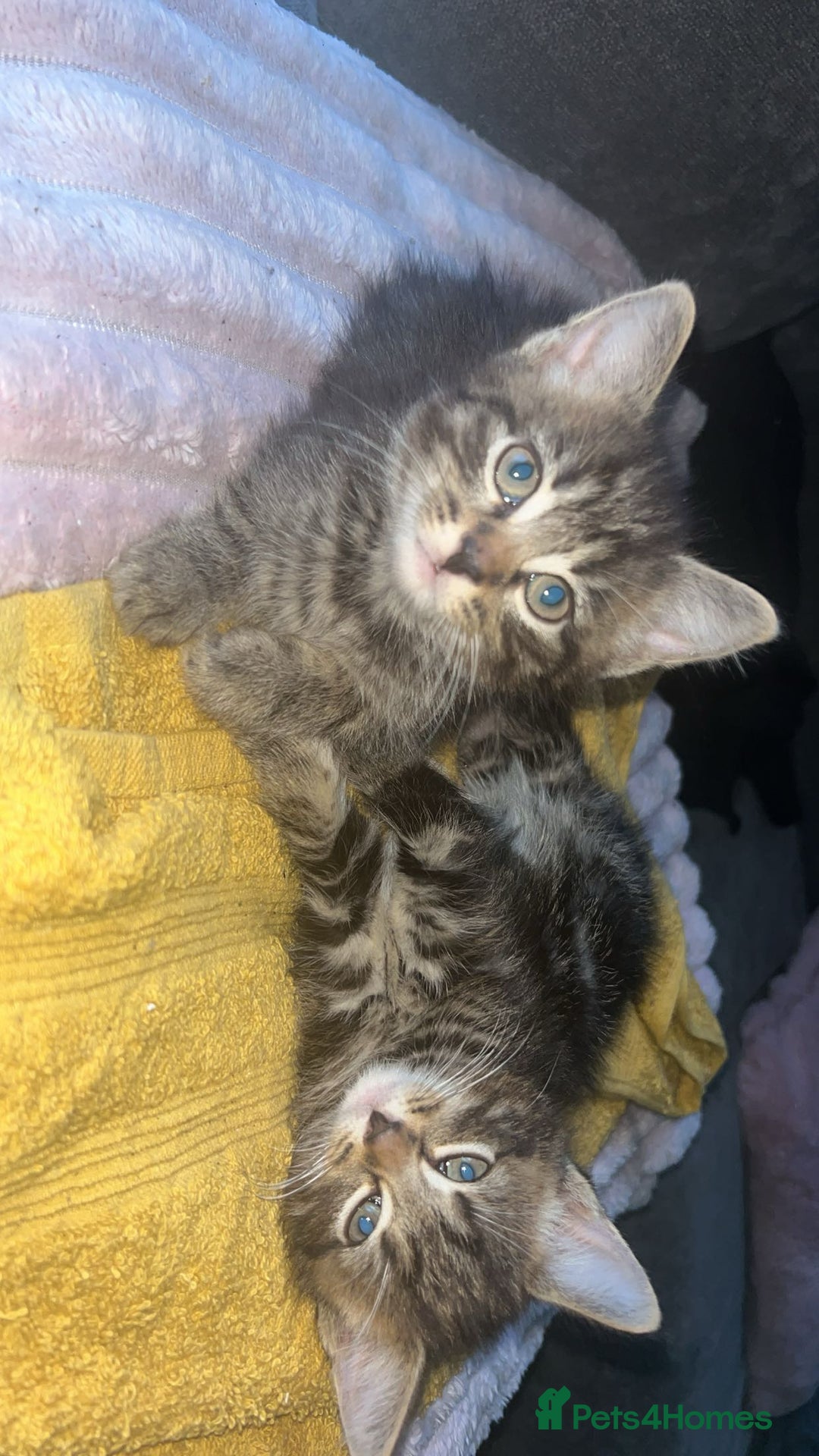 Domestic Shorthair cats for sale: beautiful tabby kittens  - Image 1