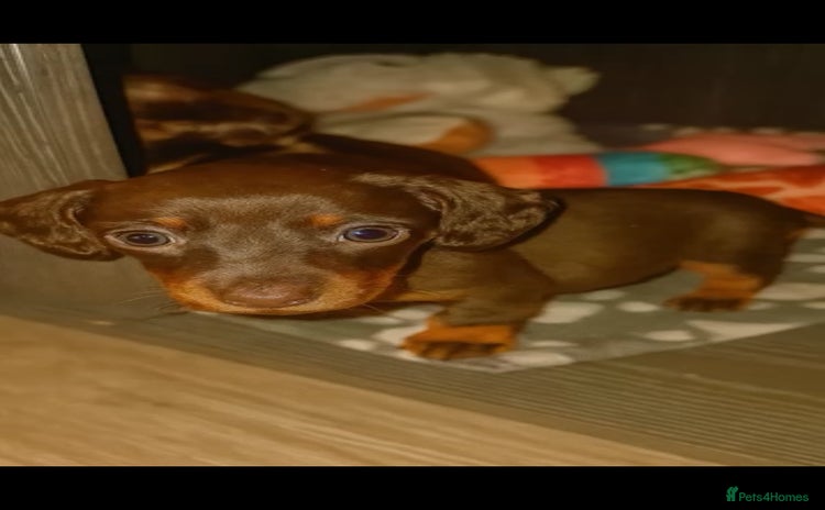 Dachshund dogs - Advert 2