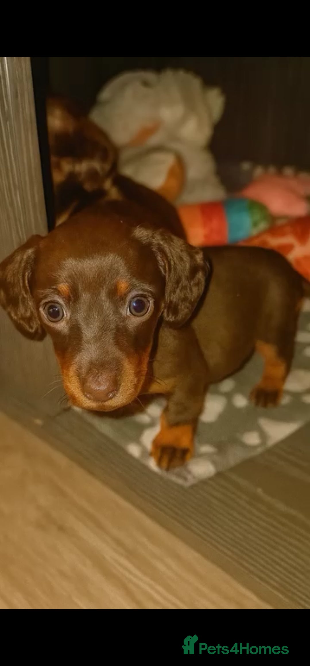 Dachshund dogs for sale: Outstanding dachshunds  - Image 1