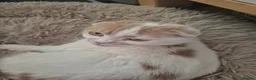 Mixed Breed cats for sale: Scottish fold/ Sphinx mix - Advert 5