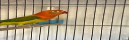 Lovebirds birds for sale: Two lovebirds for sale £120 for both - Advert 7