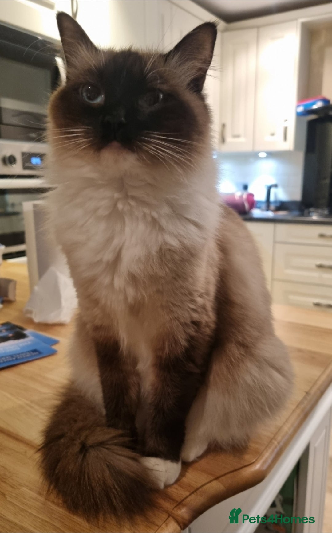 Ragdoll cats for sale: Ragdoll Kittens  - Image 5